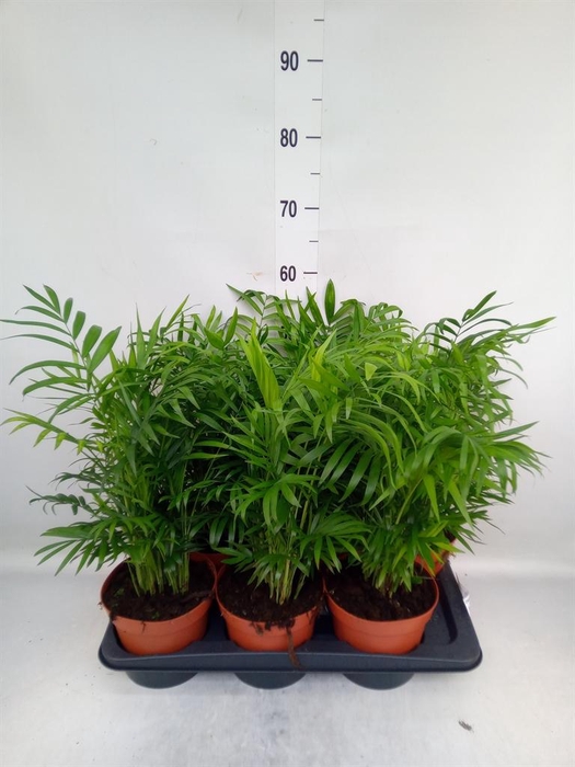 <h4>Chamaedorea elegans</h4>