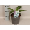 vaste planten 19 cm  Hosta Halcyon afd.1