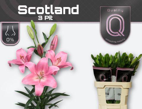 <h4>LI LA SCOTLAND</h4>