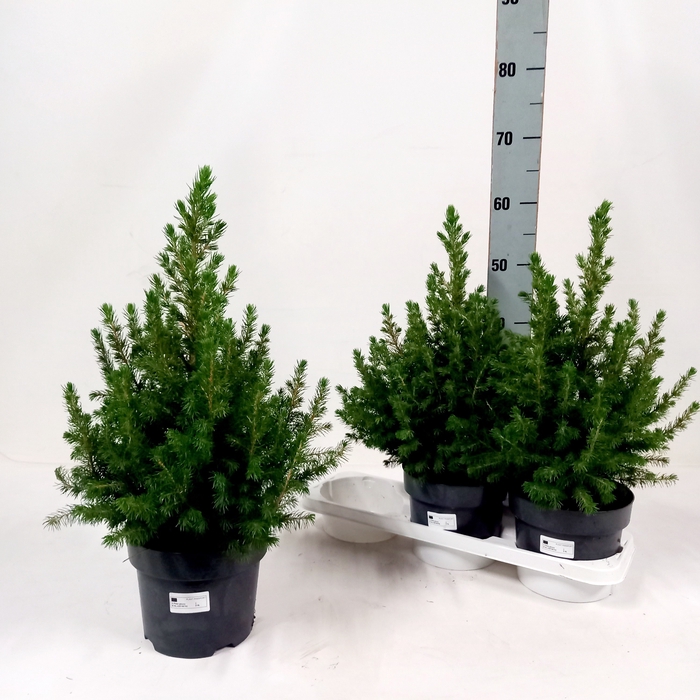 <h4>PICEA GL CONICA</h4>