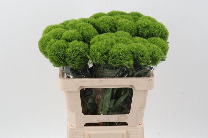 <h4>Kiwi Mellow x30</h4>