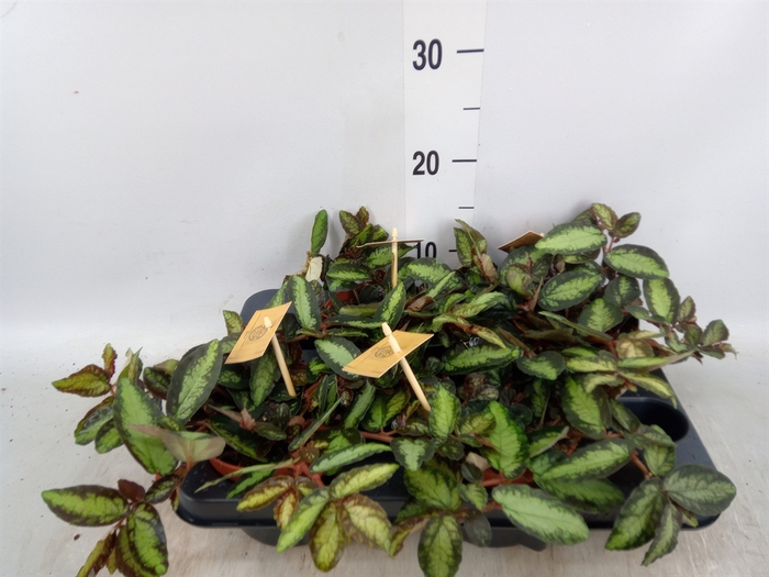 <h4>Pellionia repens</h4>