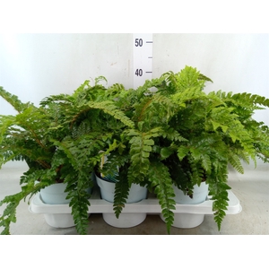 Polystichum polyblepharum