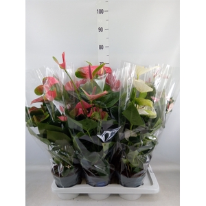 Anthurium   ...mix