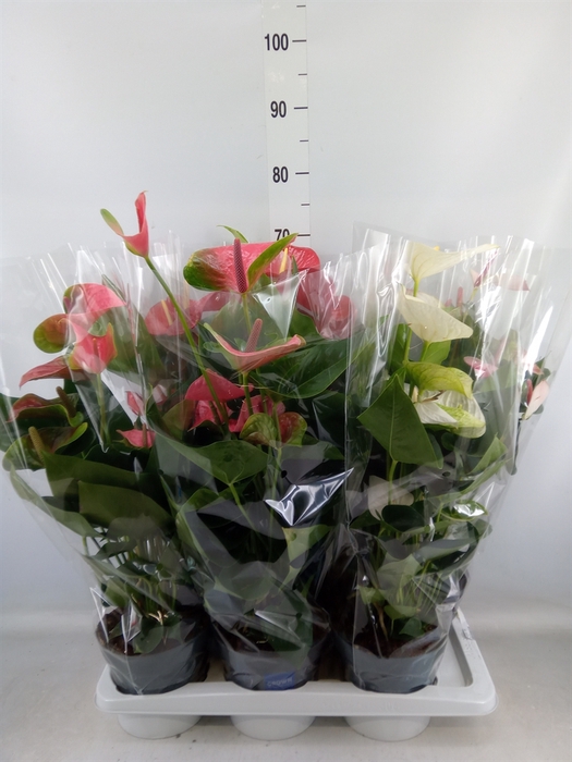 <h4>Anthurium   ...mix</h4>