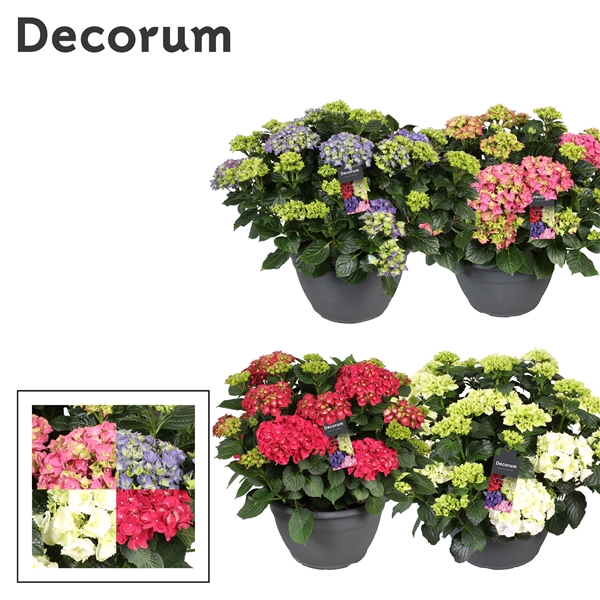 <h4>Hydrangea mix (Decorum)</h4>