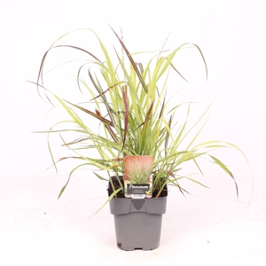 Panicum virgatum 'Shenandoah'