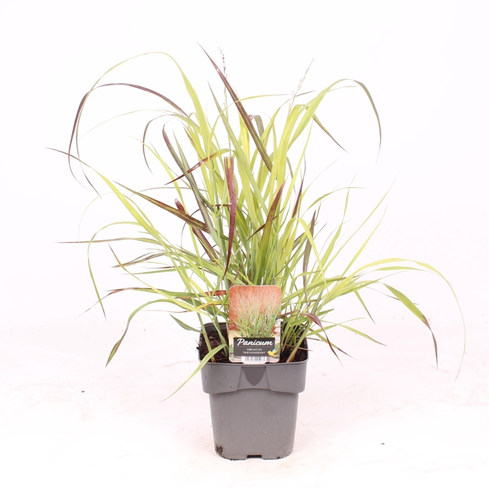 <h4>Panicum virgatum 'Shenandoah'</h4>