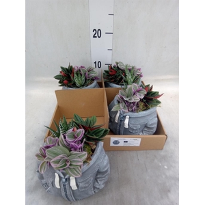 Arr.   Kamerplant Groen L%