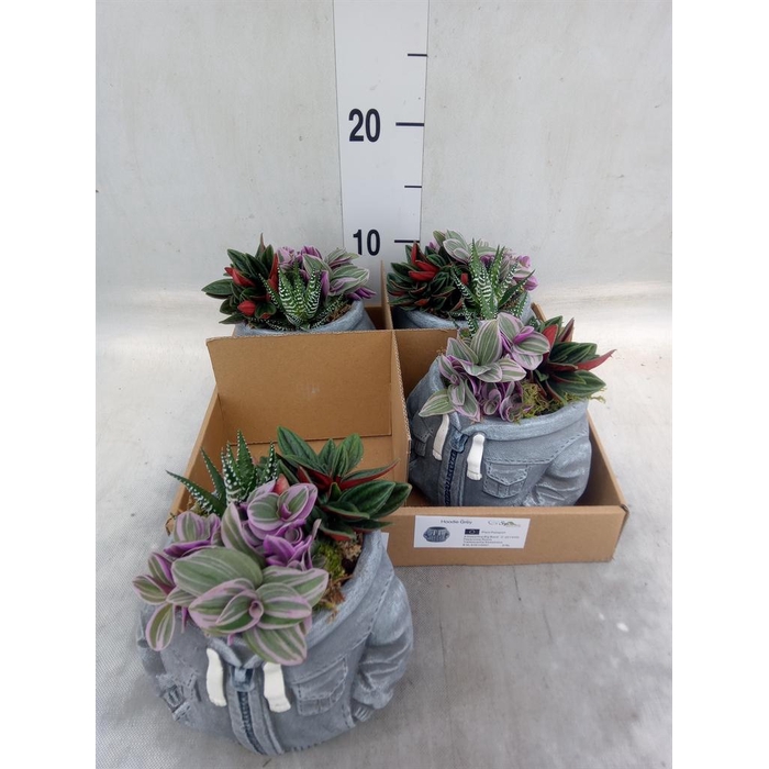 <h4>Arr.   Kamerplant Groen L%</h4>