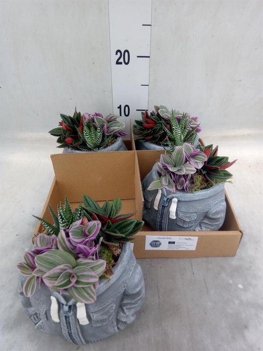 Arr.   Kamerplant Groen L%