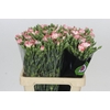 Dianthus Sp Symply Strike