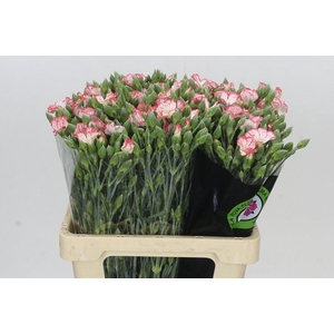 Dianthus Sp Symply Strike
