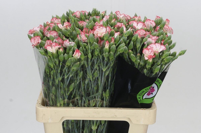 Dianthus Sp Symply Strike