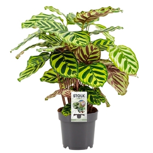 Calathea 14cm 'Makoyana'