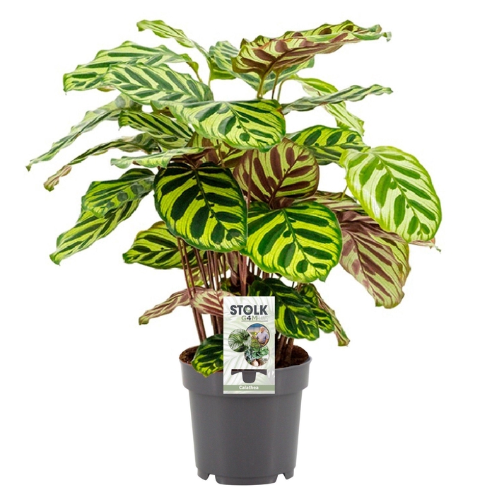 <h4>Calathea 14cm 'Makoyana'</h4>