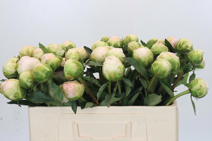 <h4>Paeonia Moon over Barrington</h4>