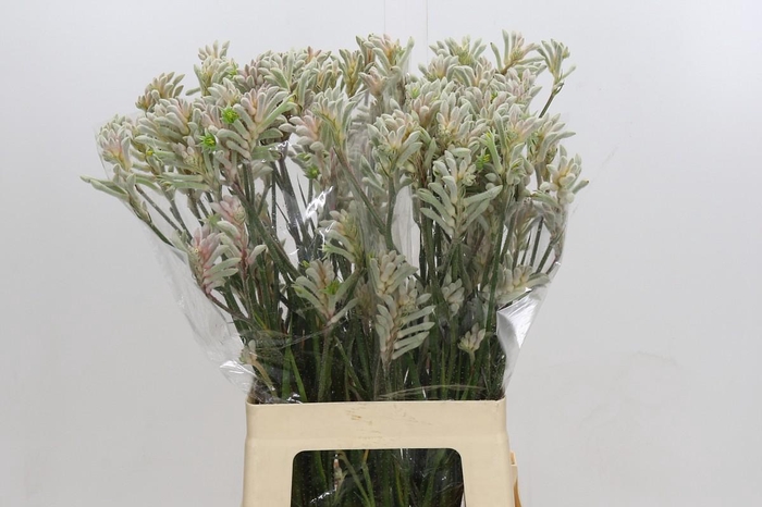 <h4>Anigozanthos Bush Diamond</h4>