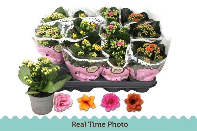 <h4>Kalanchoe gevuld gemengd 2klr. bloemen</h4>