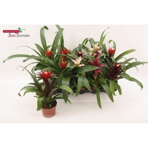 !! PROMO !! GUZMANIA MIX P12