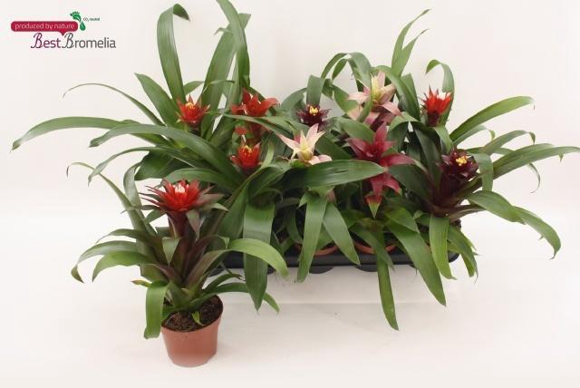 <h4>!! PROMO !! GUZMANIA MIX P12</h4>