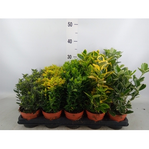 Euonymus japon.   ...mix
