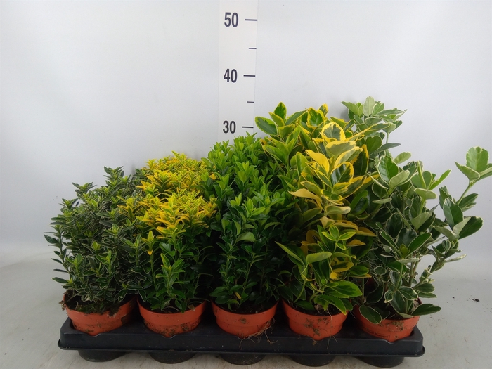 <h4>Euonymus japon.   ...mix</h4>