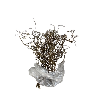 CORYL AV CONTORTA 2 JARIG 080CM