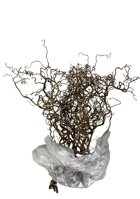 <h4>CORYL AV CONTORTA 2 JARIG 080CM</h4>