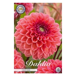 Dahlia Daisy Duke x 1l