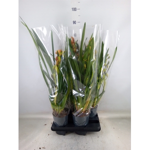 Cymbidium   ...