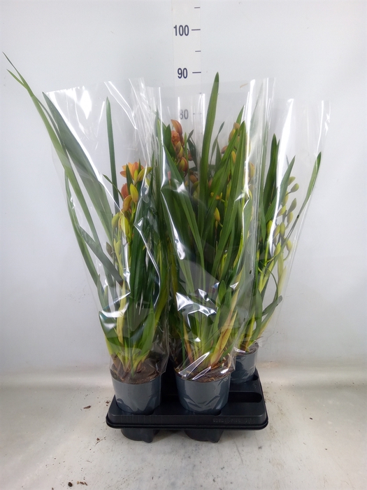 <h4>Cymbidium   ...</h4>