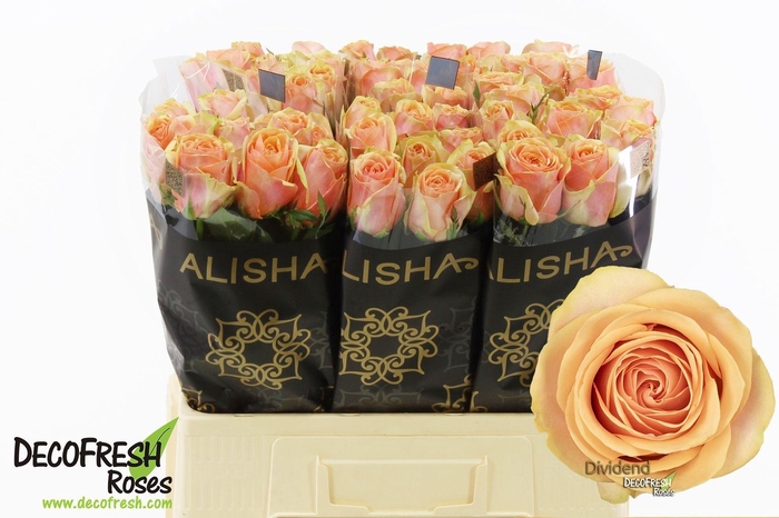 <h4>Rosa gr Dividend</h4>