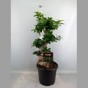 Ficus microcarpa 'Ginseng'