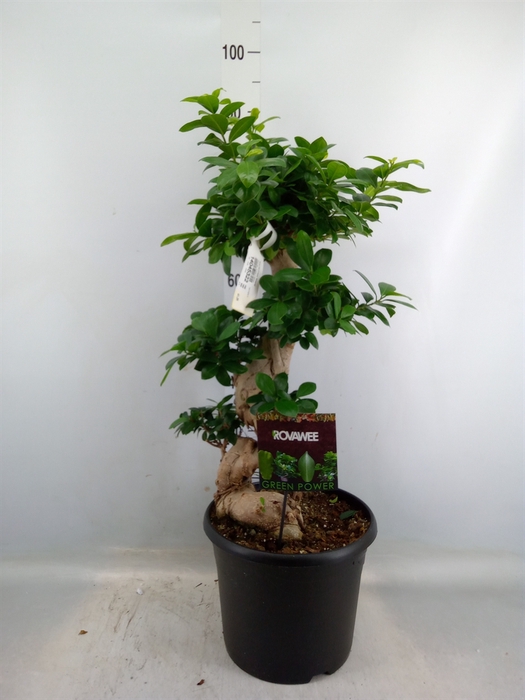 <h4>Ficus microcarpa 'Ginseng'</h4>