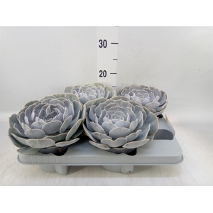 Echeveria  'Pollux'