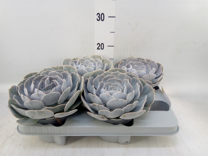<h4>Echeveria  'Pollux'</h4>