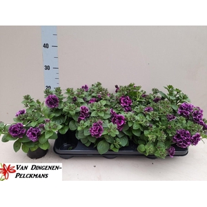 PET SW SUNS D VIOLET