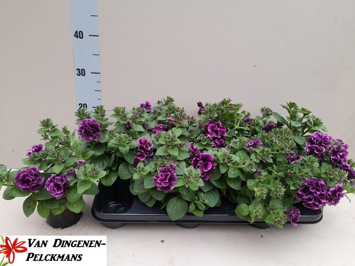 <h4>PET SW SUNS D VIOLET</h4>