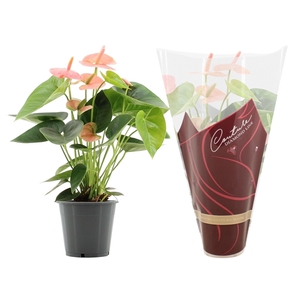 Anthurium Spirit in Couture Diamond sleeve