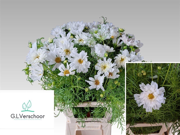 <h4>Cosmos Bipinnatus</h4>