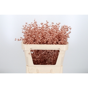 Ilex Kl Bh Koper