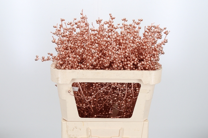 <h4>Ilex Kl Bh Koper</h4>