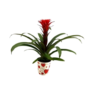 Guzmania Hope in Hartencover