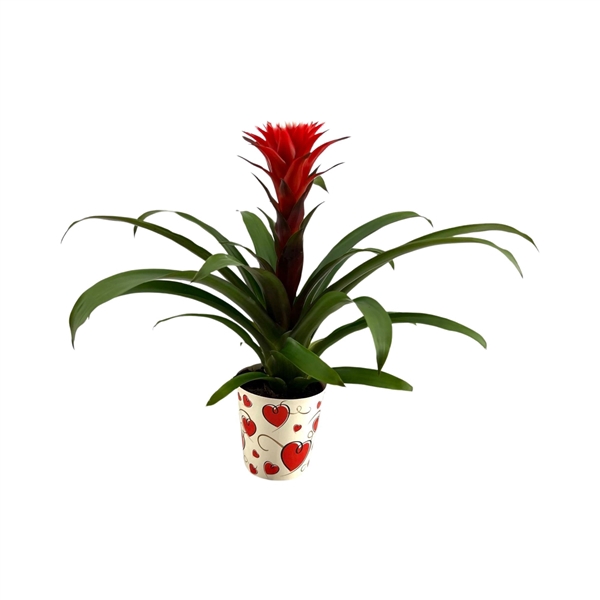 <h4>Guzmania Hope in Hartencover</h4>