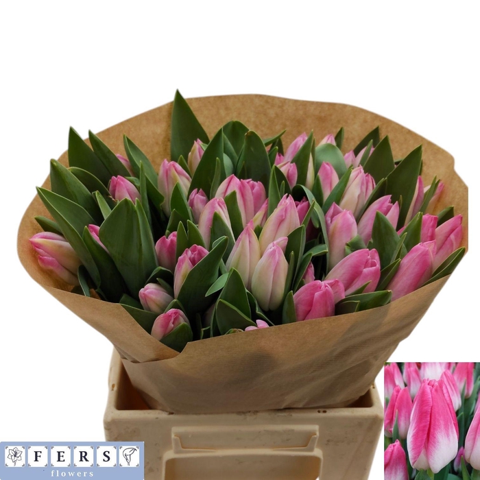 <h4>TU EN MEMPHIS</h4>