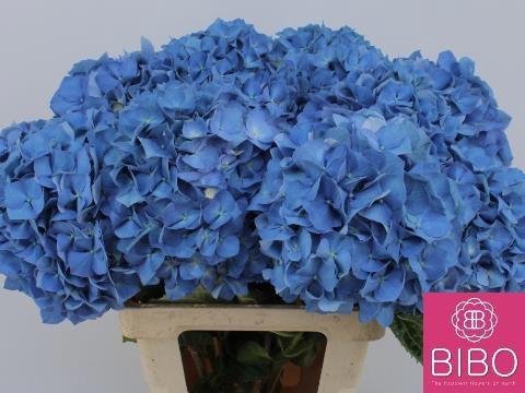 <h4>HYDR M CH PIMPERNEL</h4>