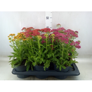 Achillea millef.