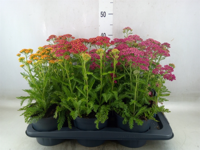 <h4>Achillea millef.</h4>