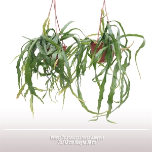 Rhipsalis asuntapatense hangpot